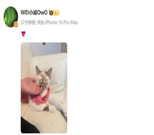精准切入!Wei晒猫猫照片: