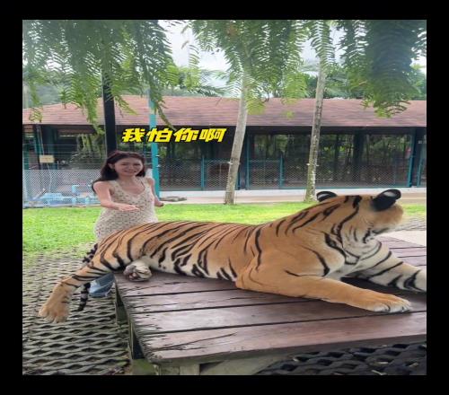 谁说老虎的屁股摸不得美娜就摸给你看