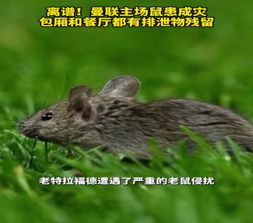 离谱！曼联主场鼠患成灾，包厢和餐厅都有排泄物残留！