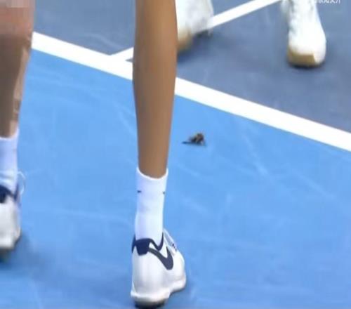 全运会赛场惊现蟑螂冲上热搜！网友质疑赛场卫生，官方辟谣：飞蛾