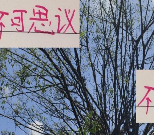 本赛季中超不可思议引援！海港JOJO算一个申花的苏神算半个