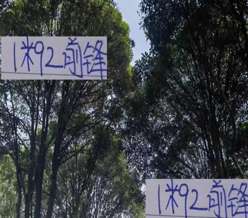 海牛1米92前锋刚踢12场进球就跟前申花名宿马莱莱进球一样多了