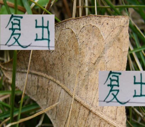 申花米神都伤愈复出北京国安欧冠红星队长还剩4场比赛能打吗