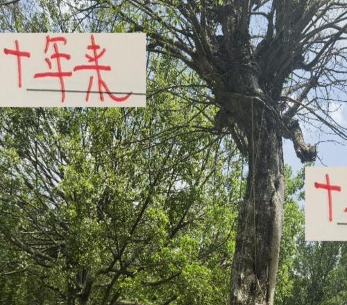 这10年来！海港无论外战亚冠内战中超都是国内一哥的位置