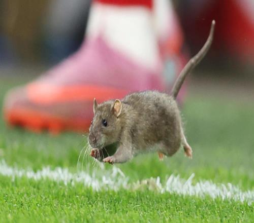 卡迪夫城运营主管：我从业36年来，第一次见到老鼠冲进球场